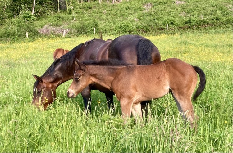 NUMEE WOOD SHINE AQHA 87% NFQHA Baldrock Ranch