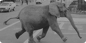Tyke l'éléphant qui rêvait de liberté