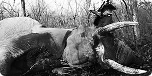 Safari chasse une triste réalité autorisée !