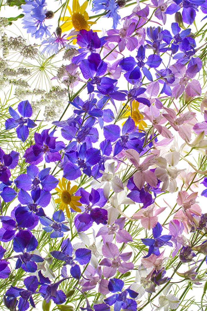 Bouquet nohant