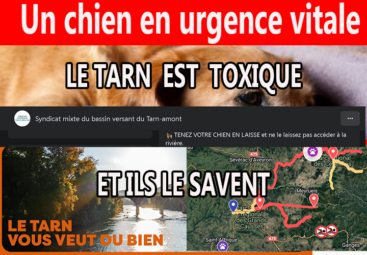 Tourisme: Que vaut la vie d'un chien?