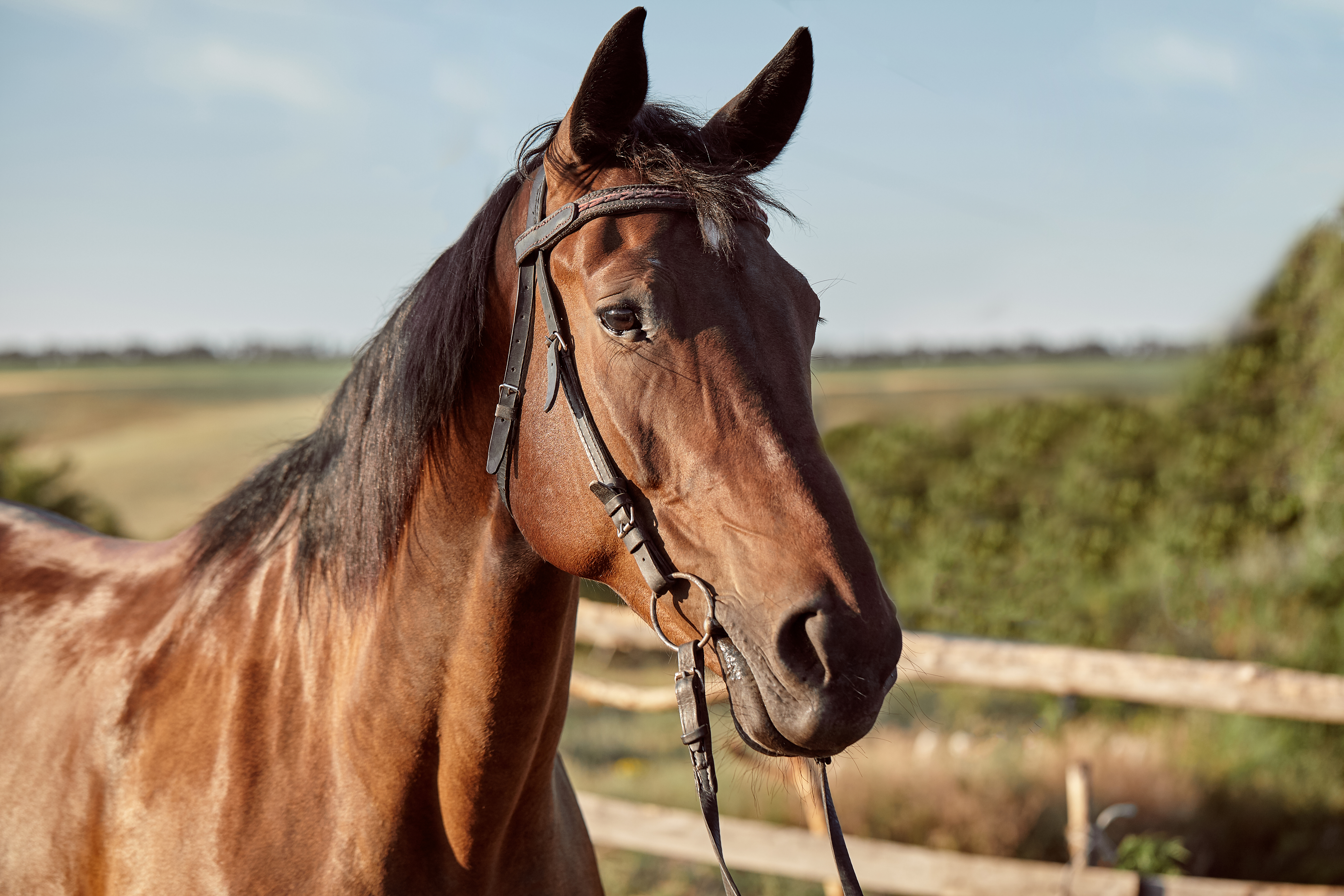 Beautiful-brown-horse-close-up-muzzle-cute-look-mane-background-running-field-corral-trees-horses-are-wonderful-animals
