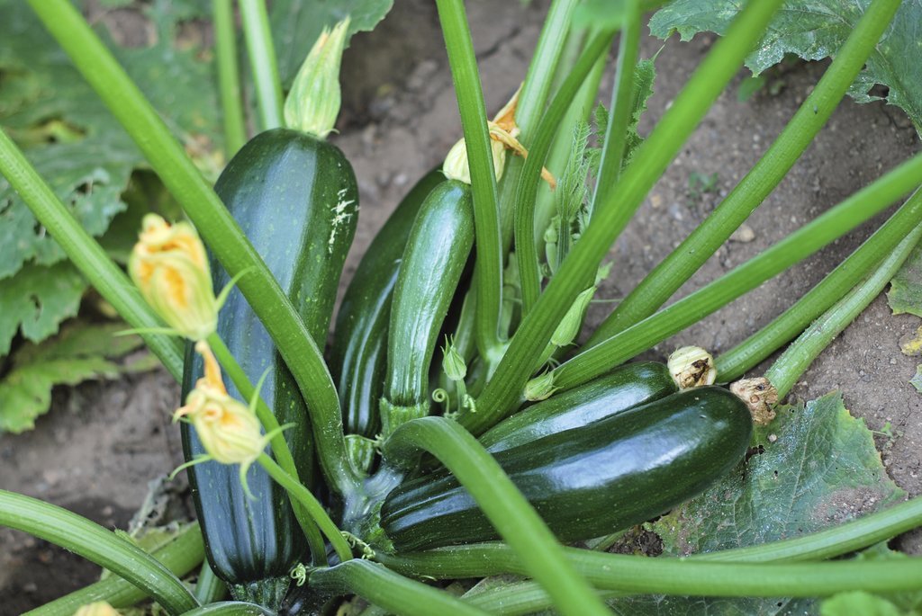 Recette aux courgettes et pomme de terre