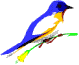 Oiseau-image-animee-0035