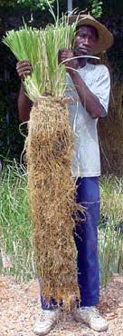 Vetiver-racine-portee