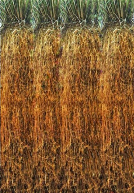 Racines-nues-vetiver