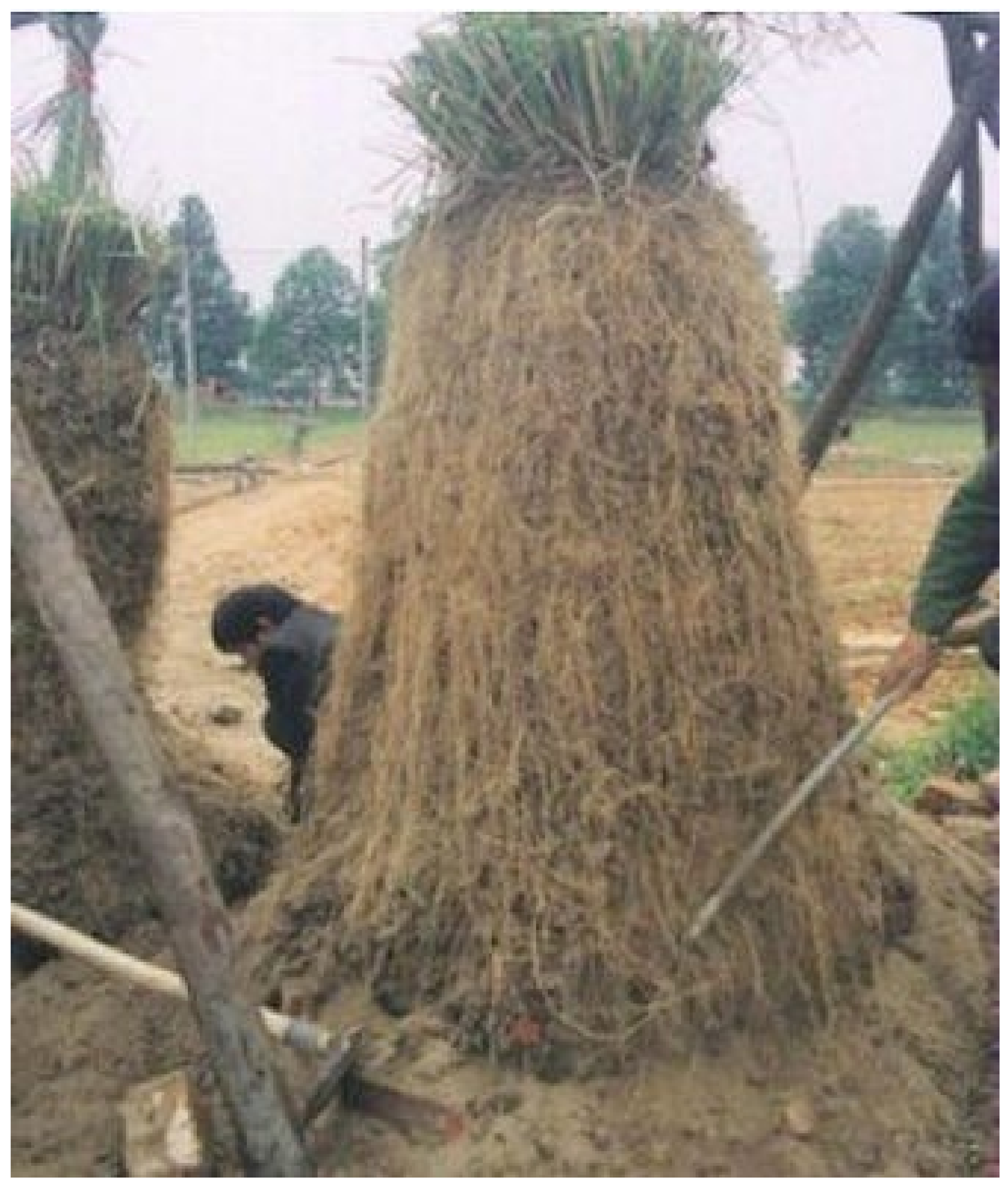 Racine-Systeme-Vetiver-Vivien-Riout