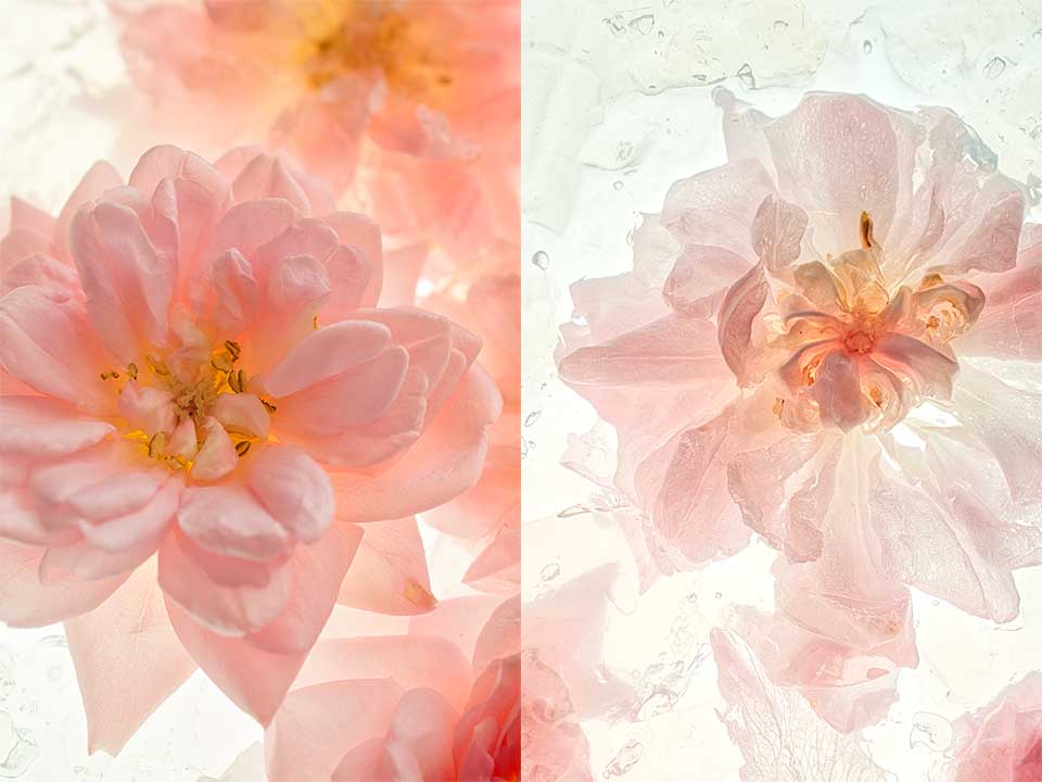Roses duo peur
