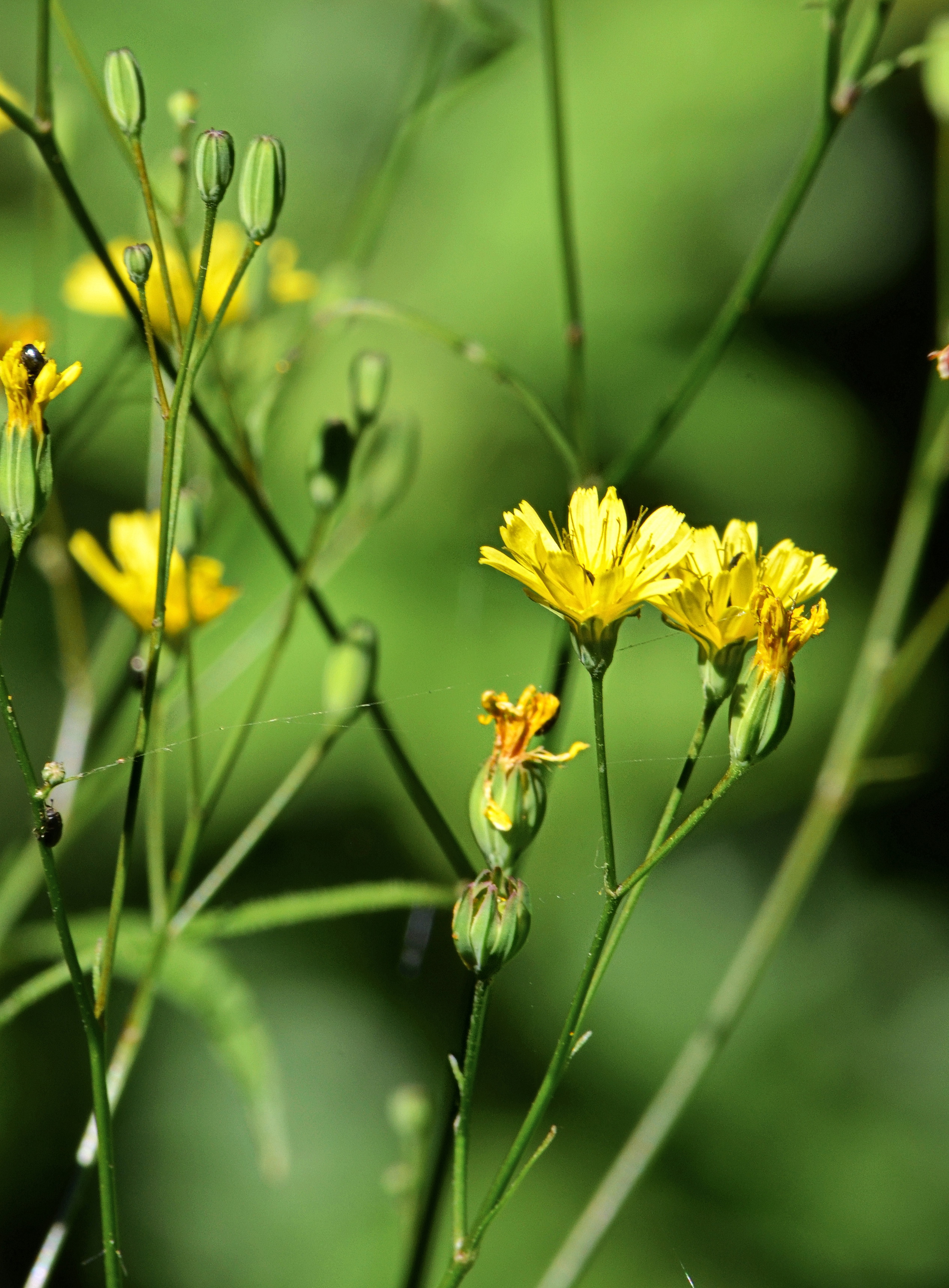 Crepis-detail-001-web