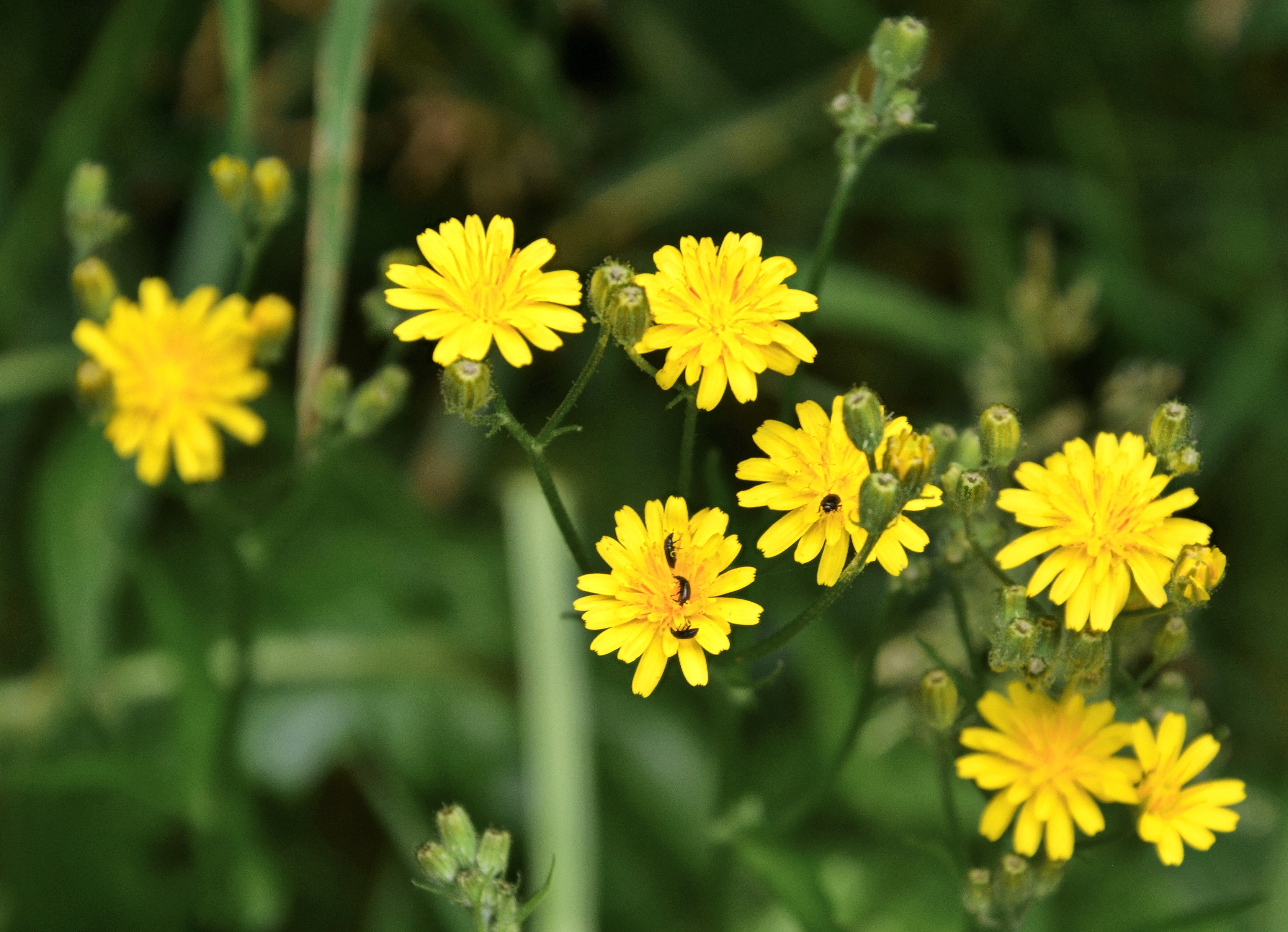 Crepis-detail-fleurs-002-web