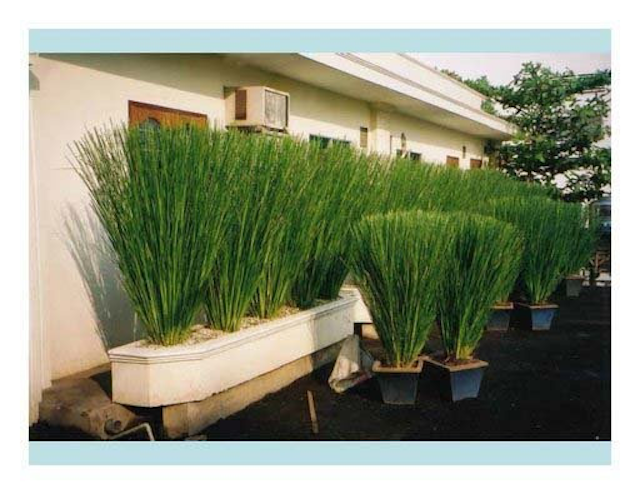 Vetiver-potted-plants