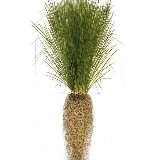 Vetiver-photo