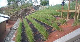 Vetiver-line