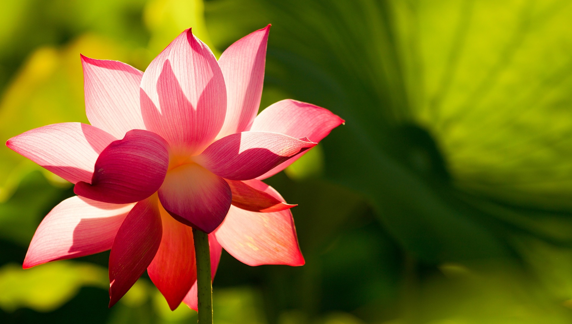 Flower-3519828 1920