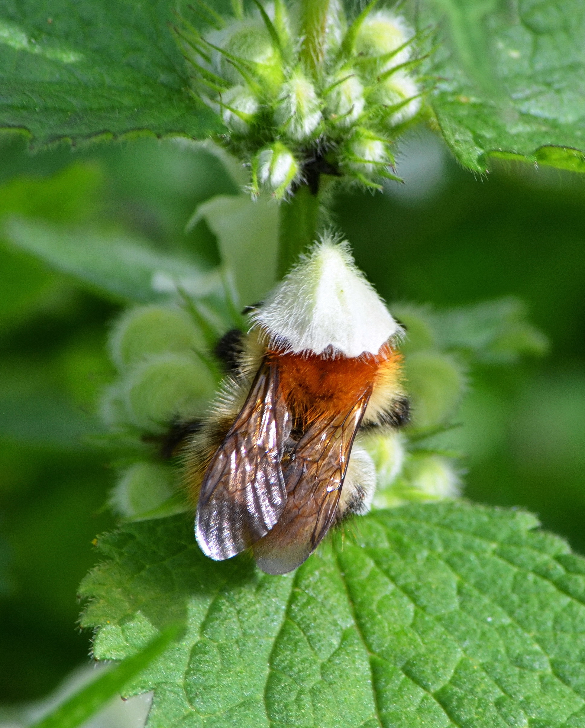 Abeille-sur-fleur-de-lamier-blanc-web-23