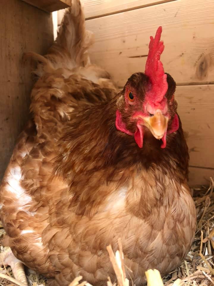 Poule rousse