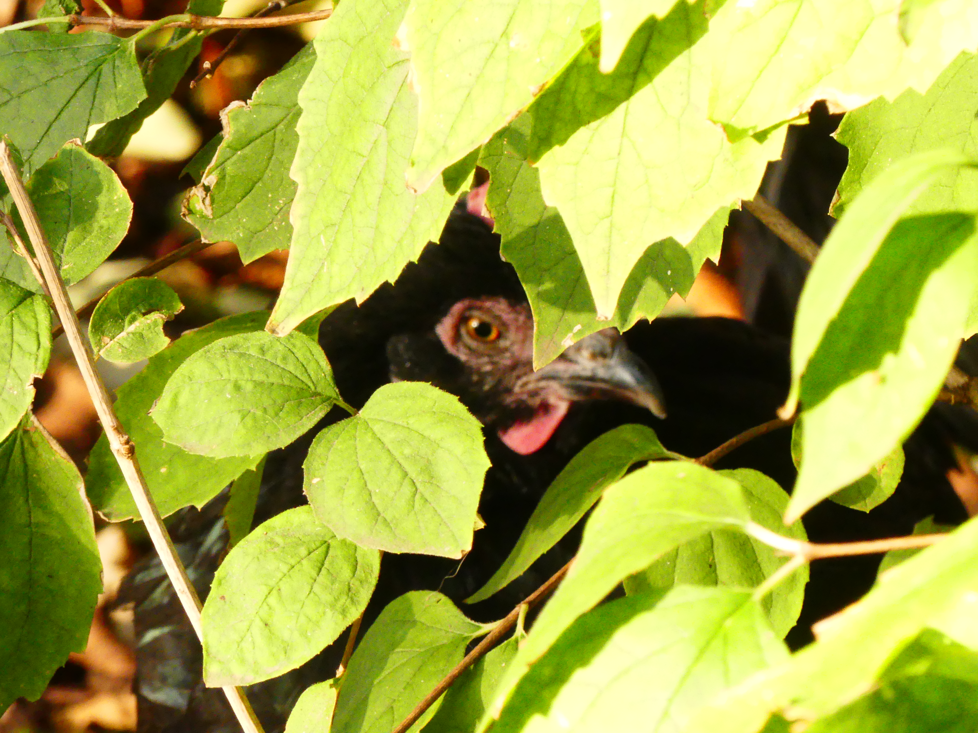 P1040550