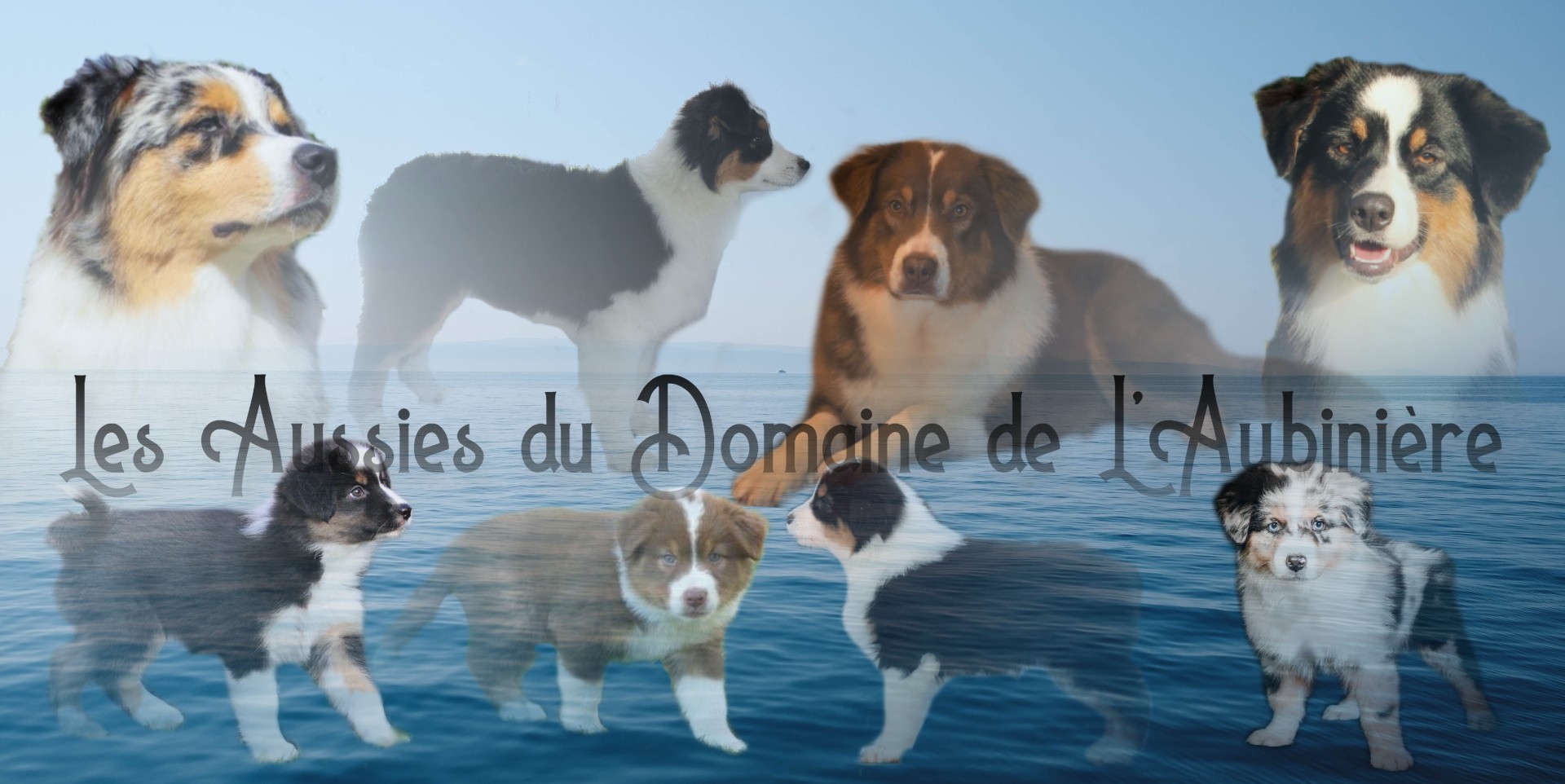 Les-aussies-du-domaine-de-l-aubiniere
