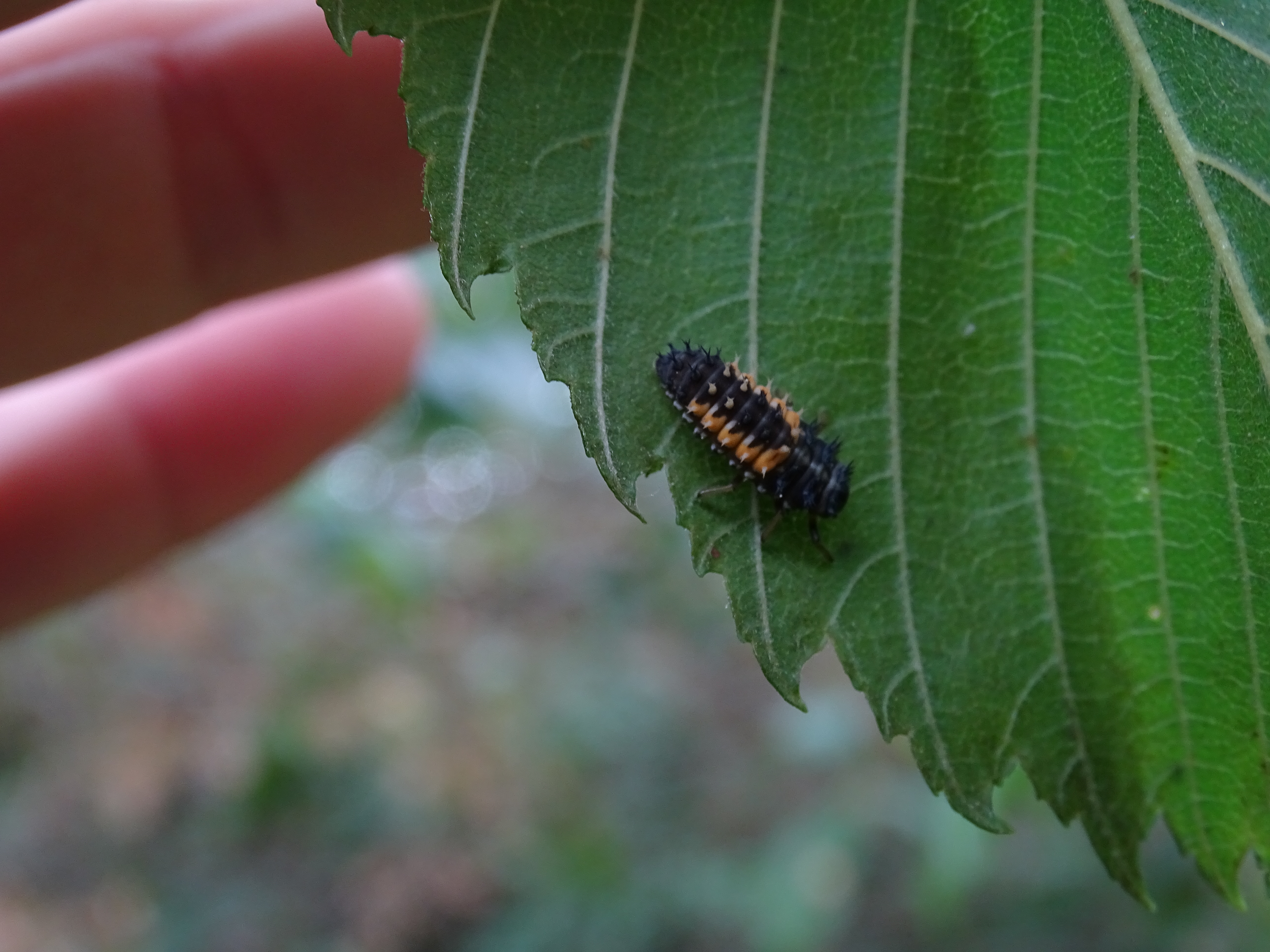 Insectes 19