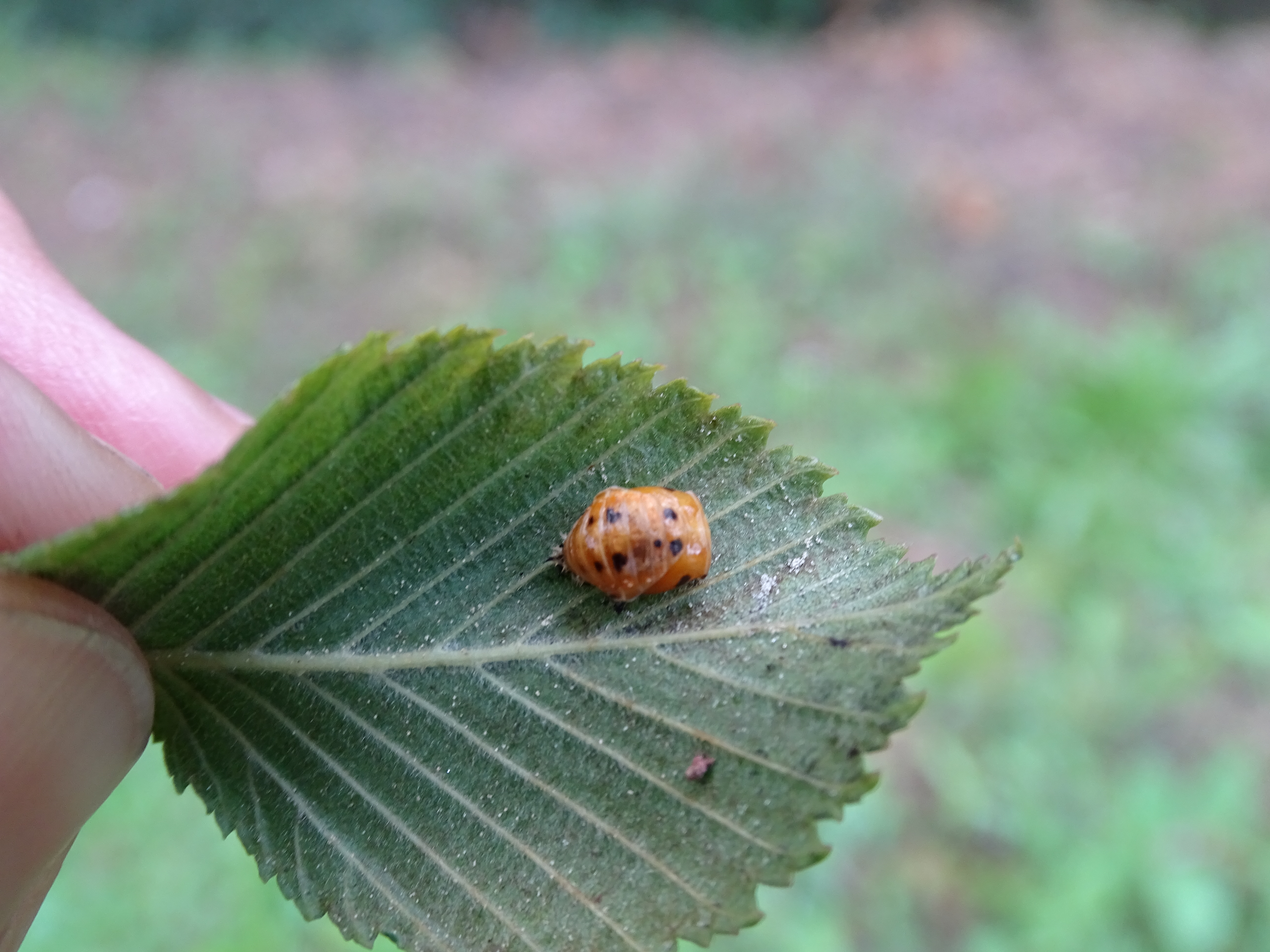 Insectes 15
