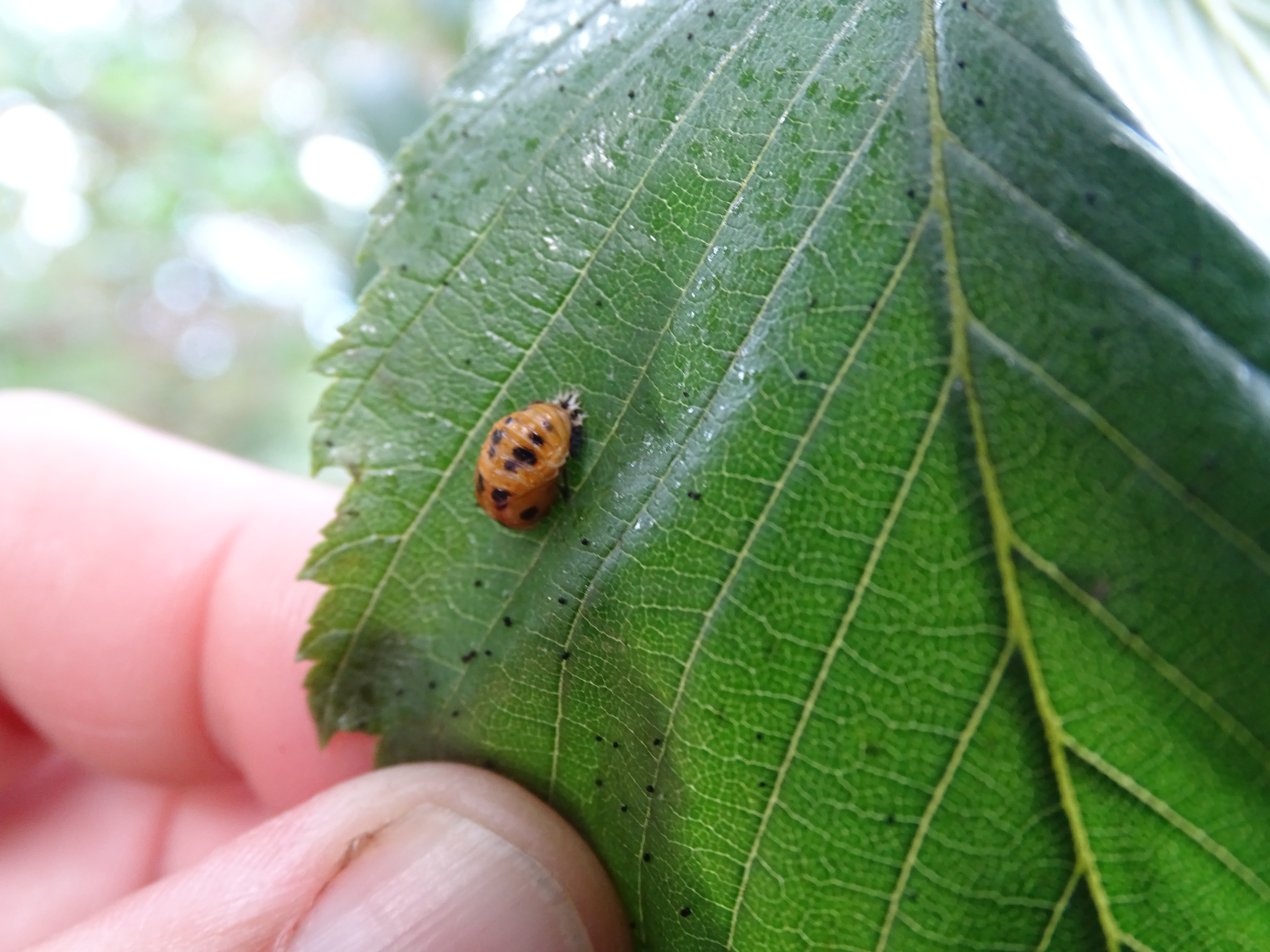 Insectes 13