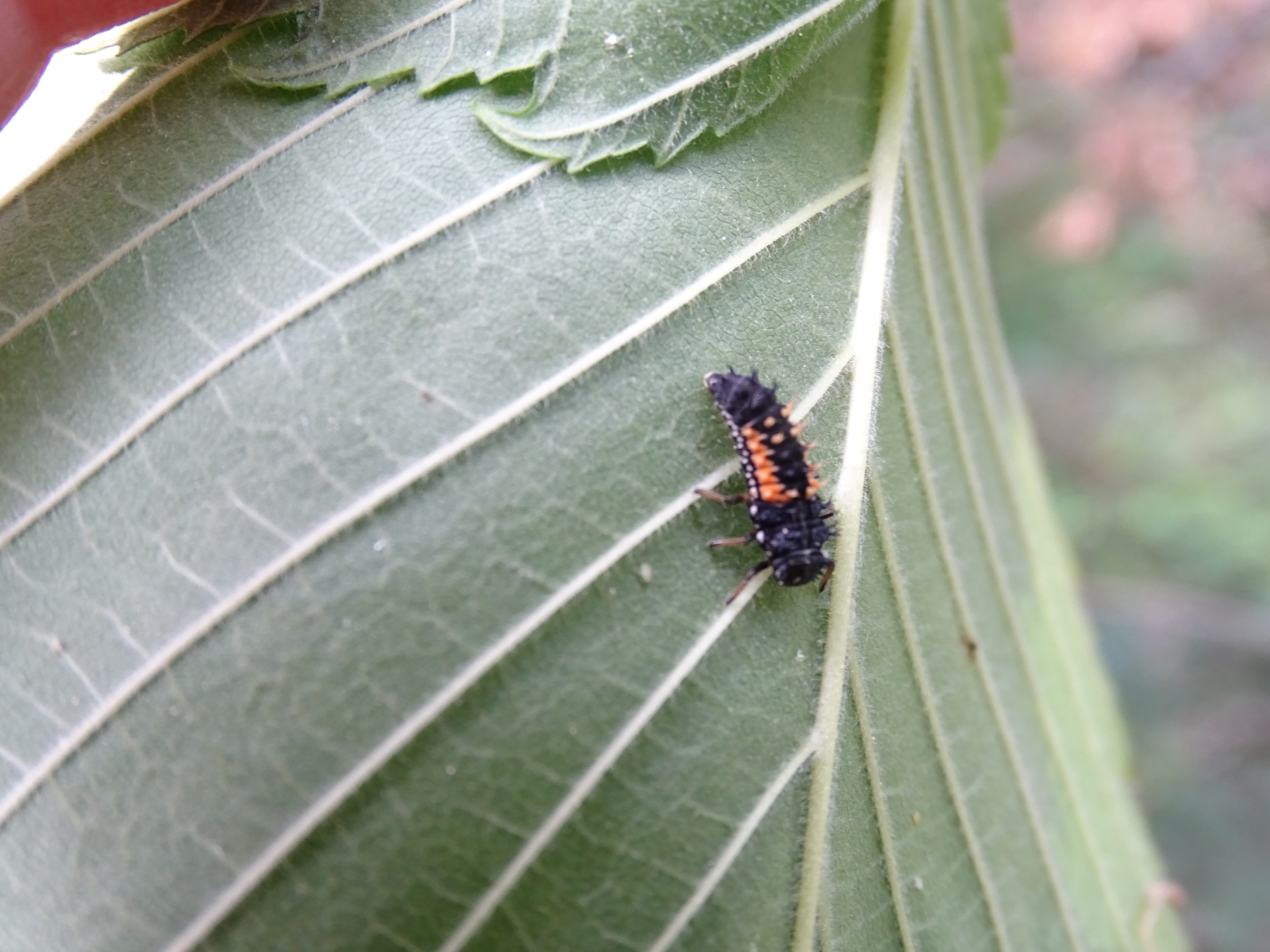Insectes 11