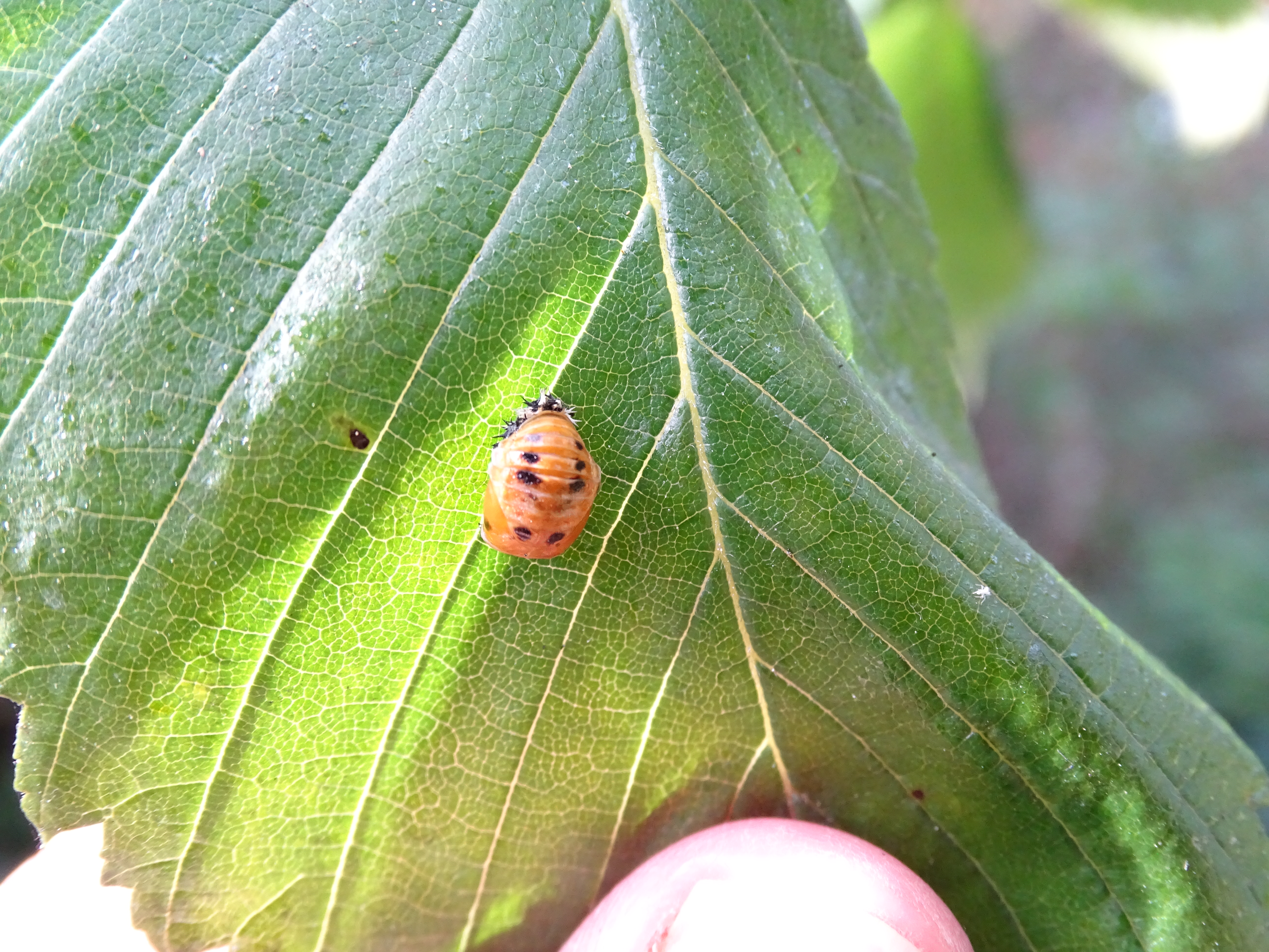 Insectes 6jpg