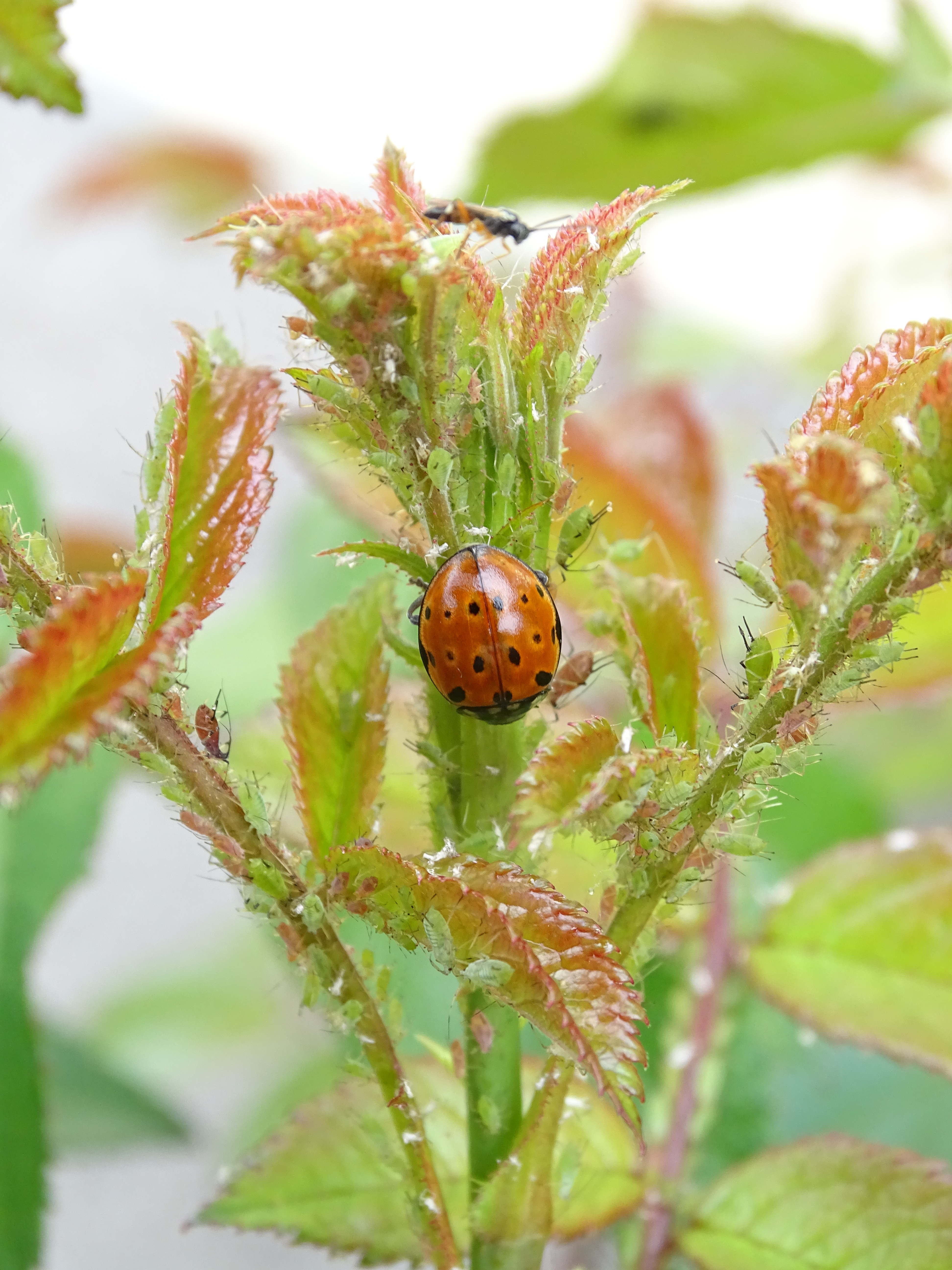 Insectes 33