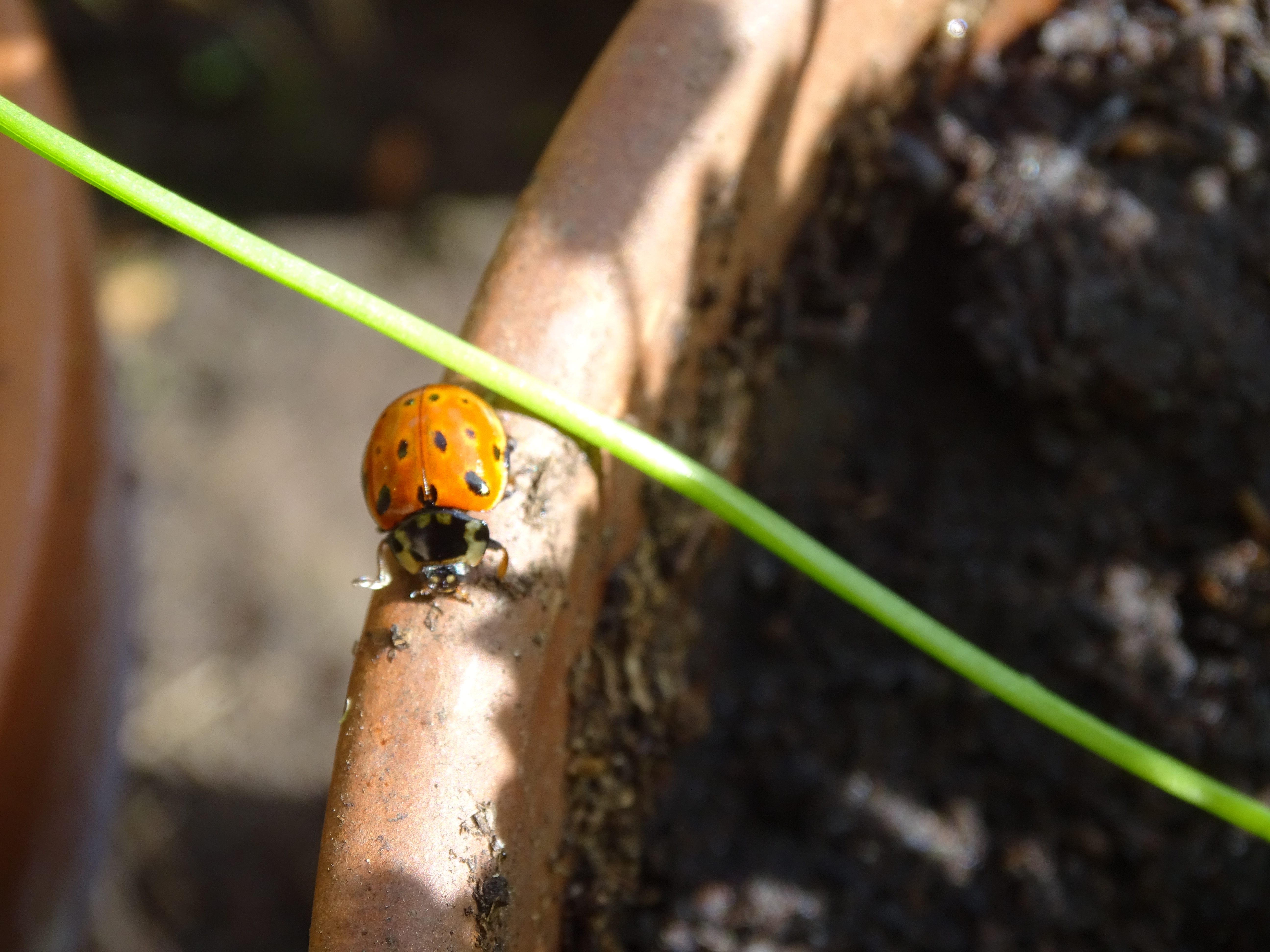 Insectes 31