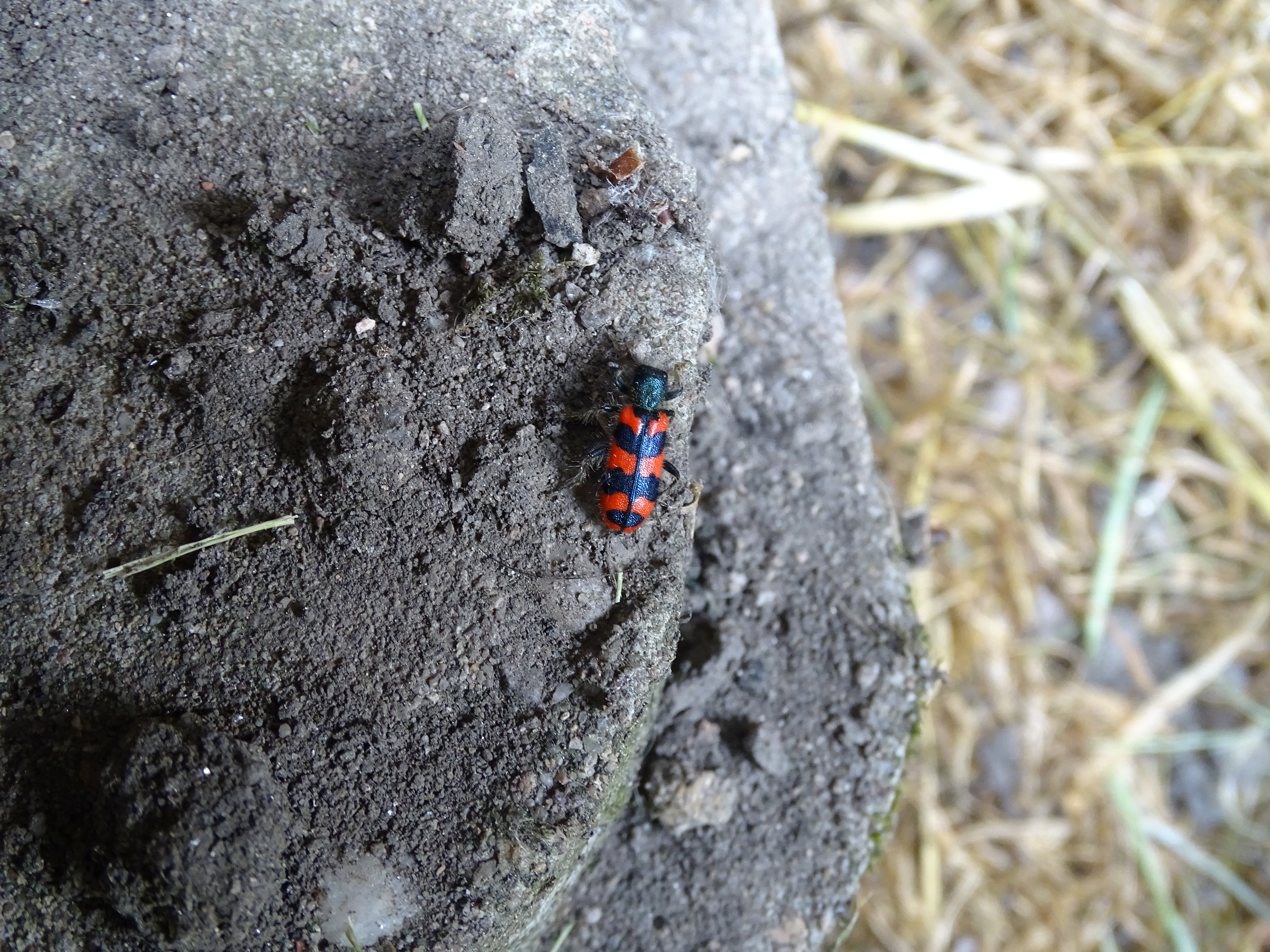 Insectes 30