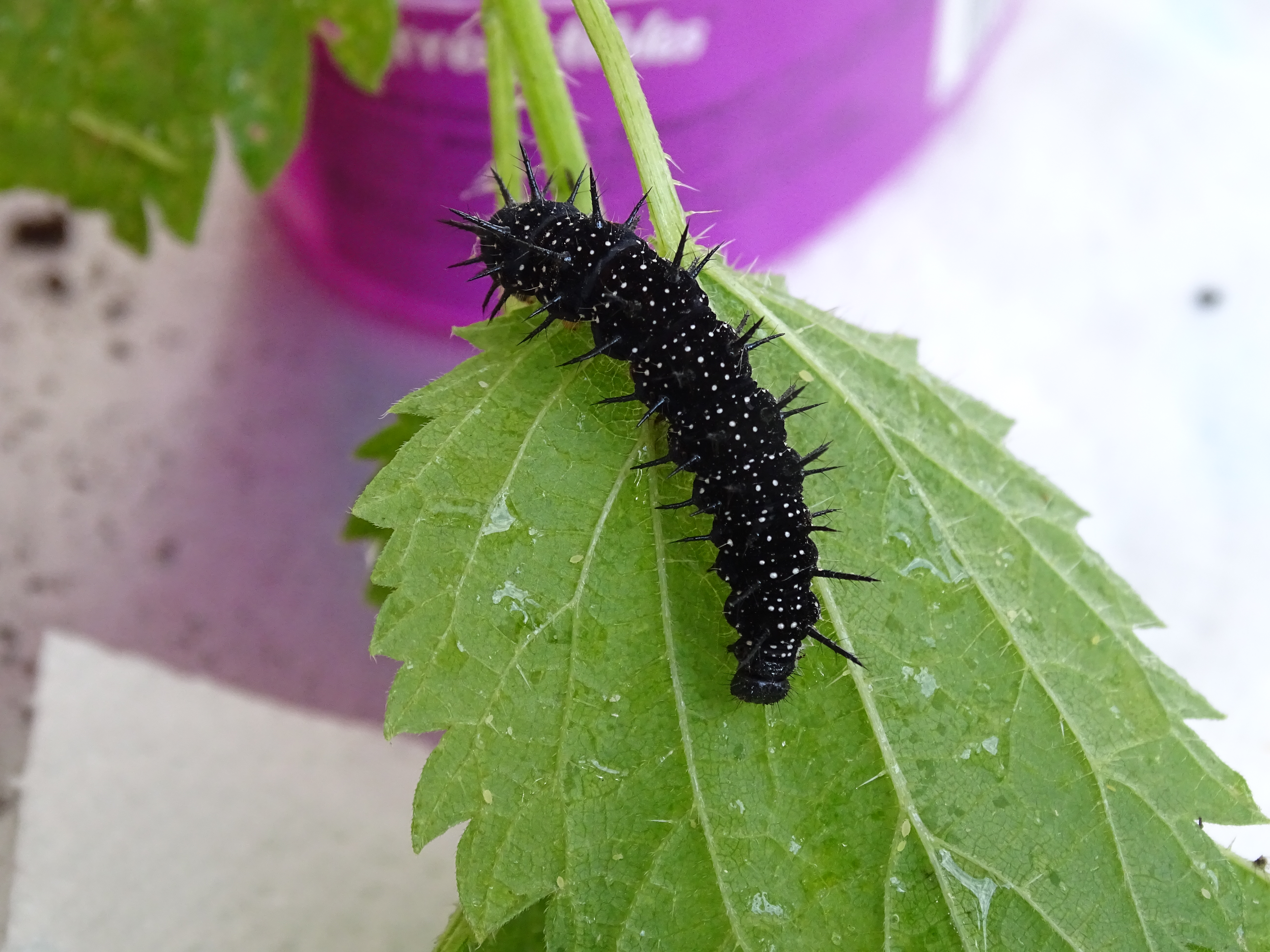 Insectes 26