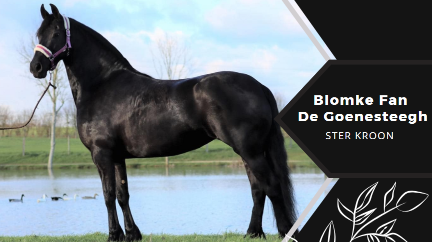 Blomke