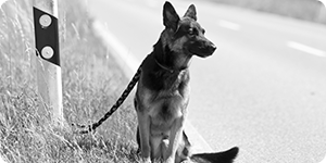 Les abandons ne sont pas aux abonnés absents