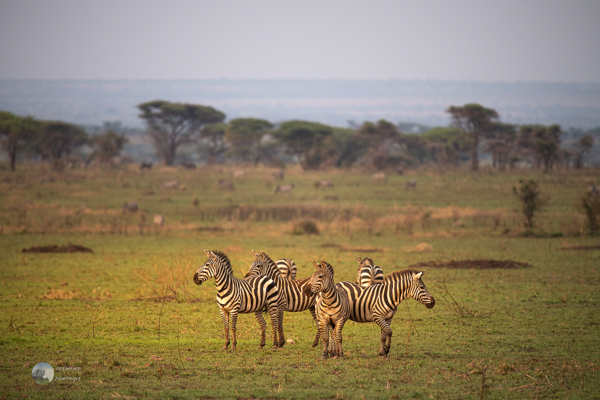 Fontaine clement 1103