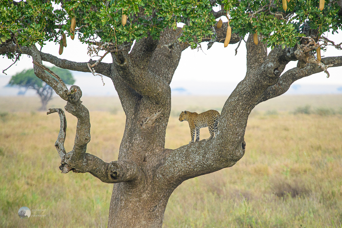 Fontaine clement 1089