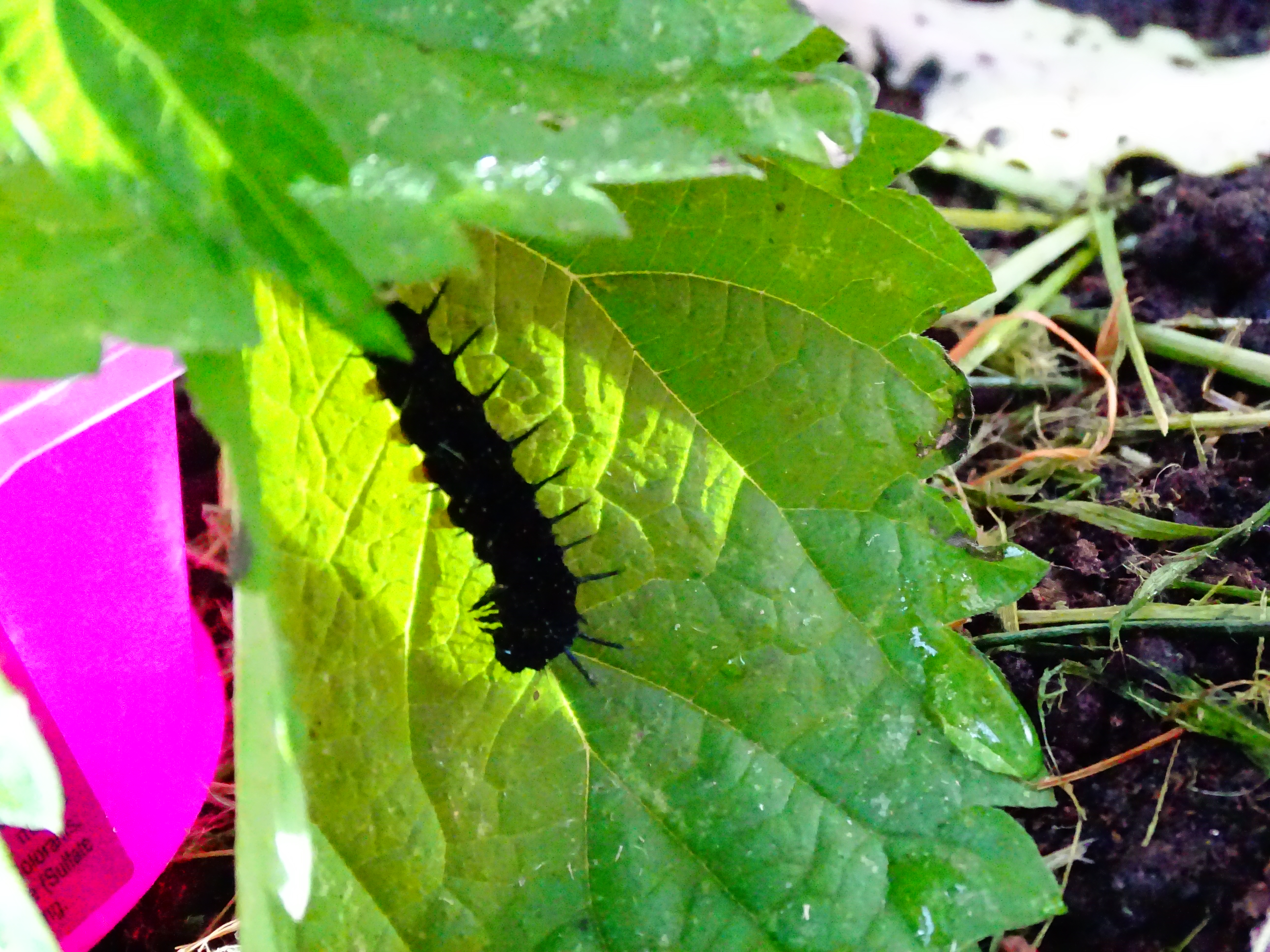 Insectes 45