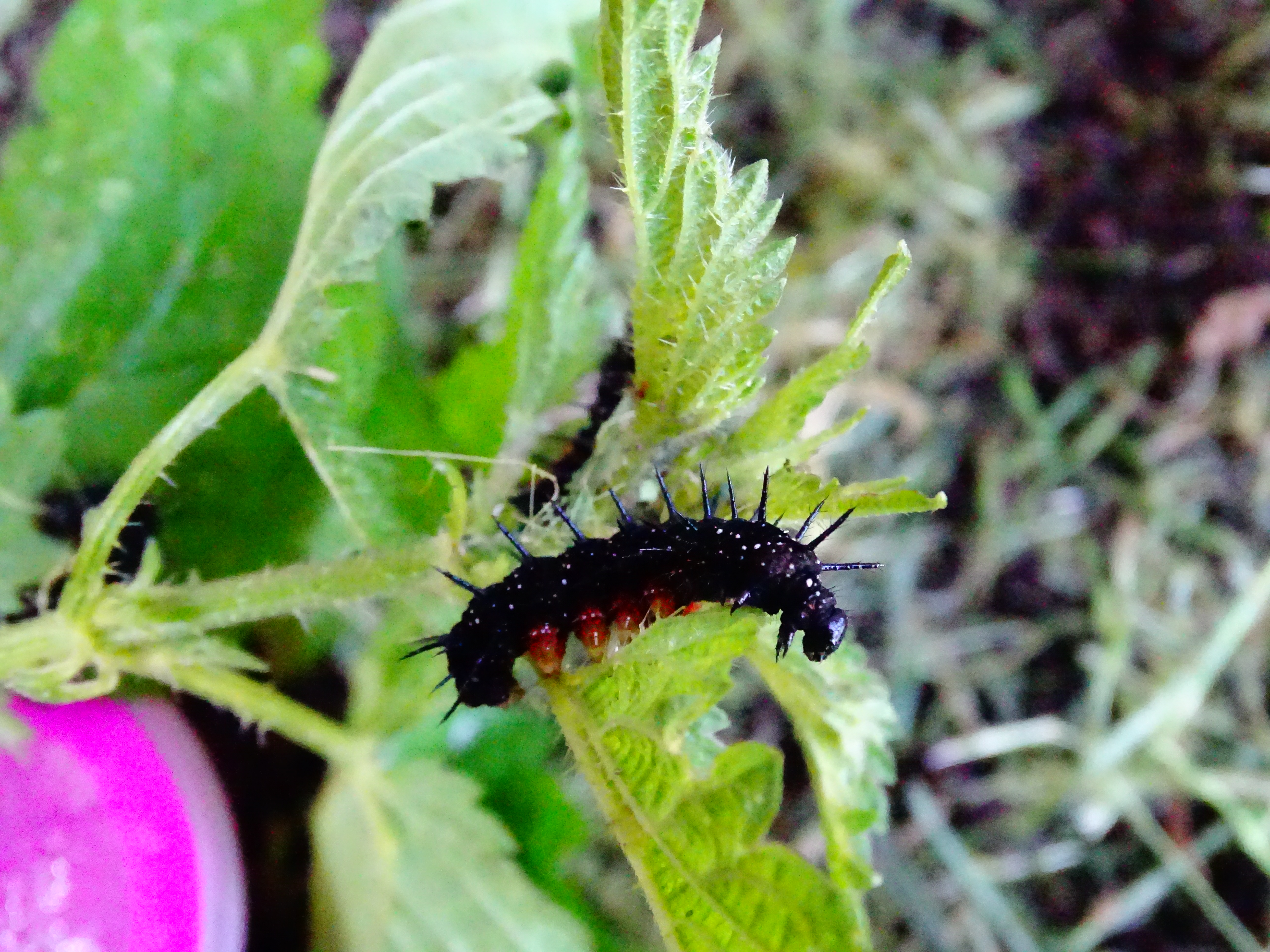 Insectes 38