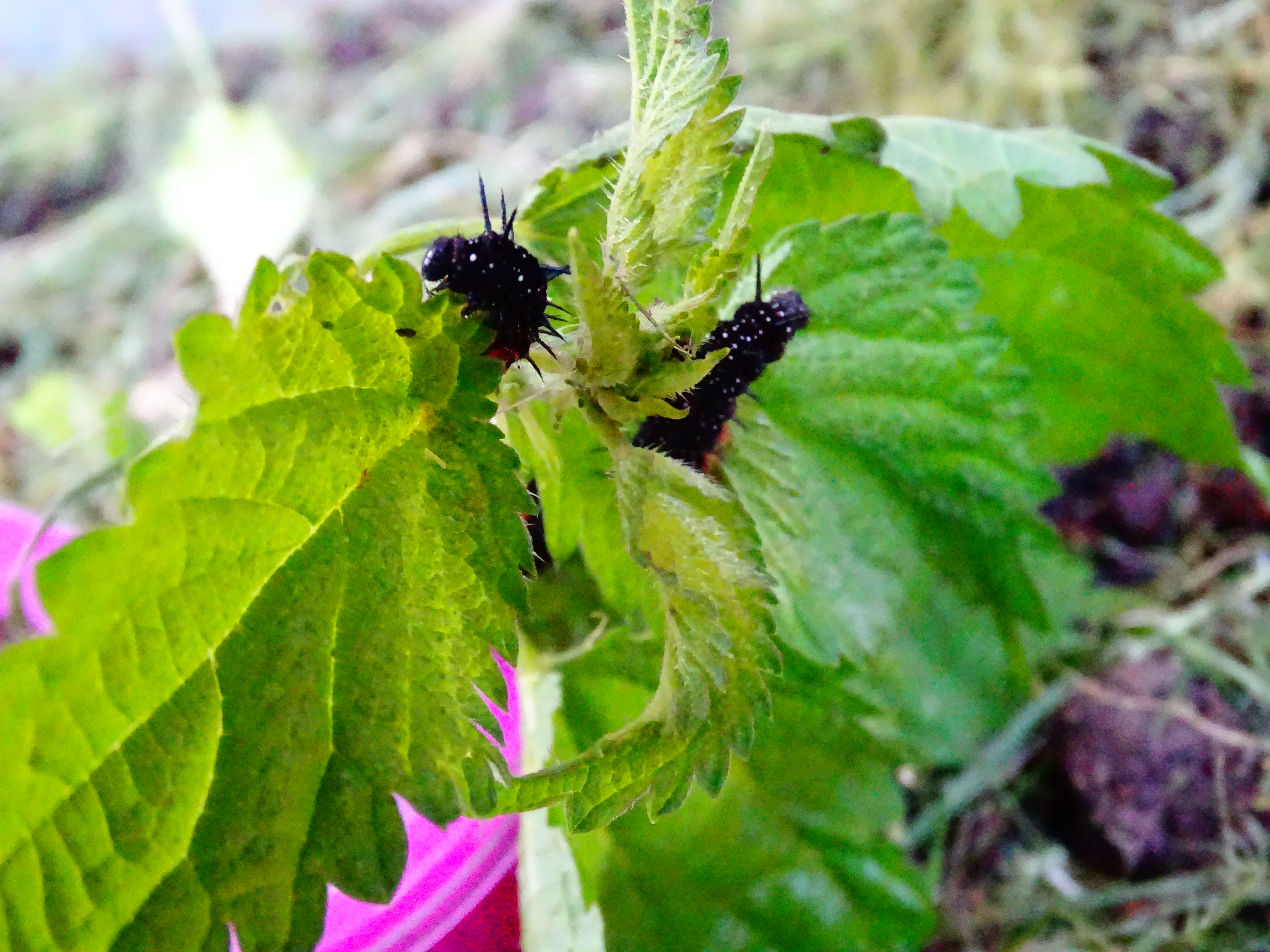 Insectes 35