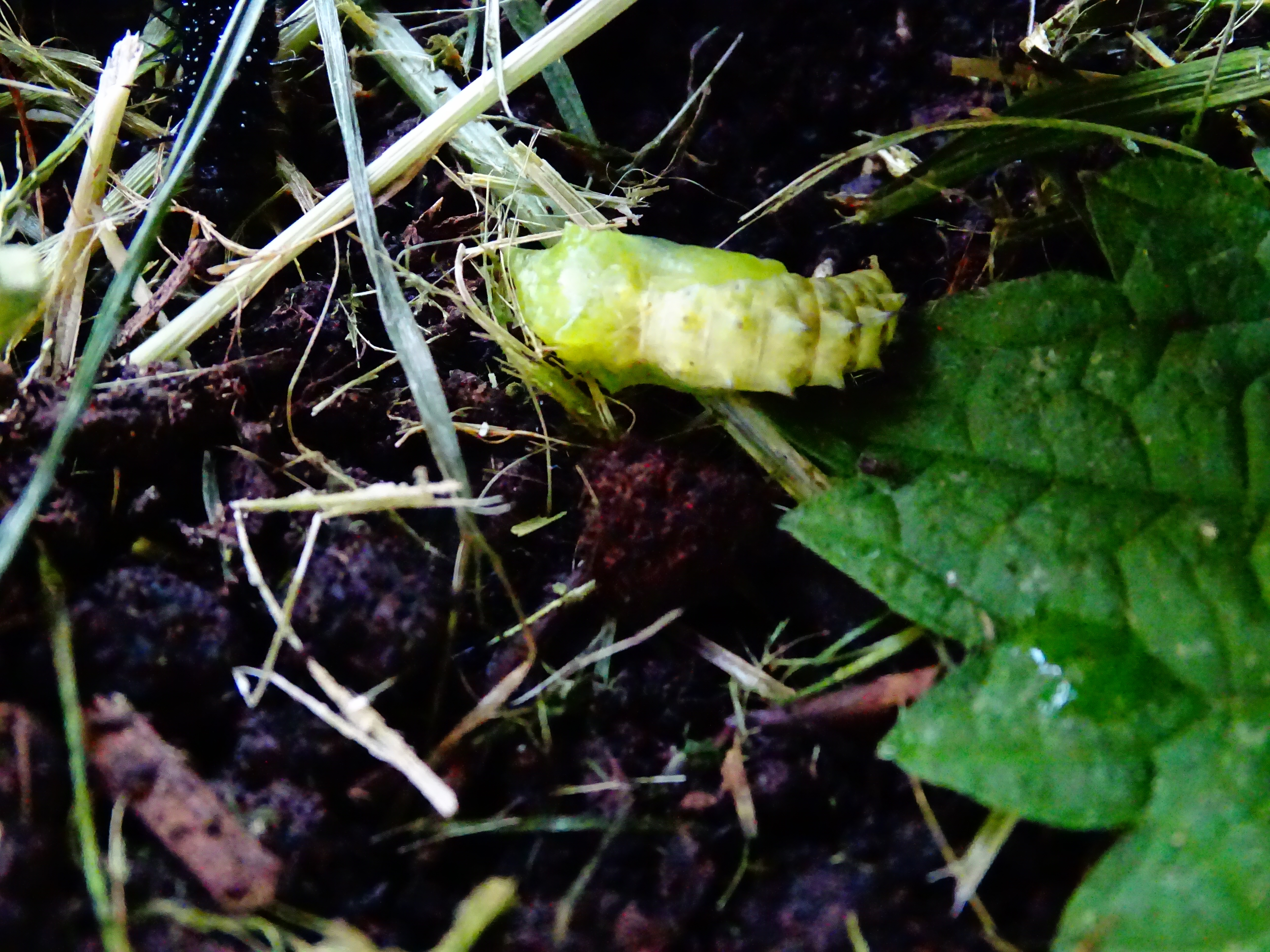 Insectes 48