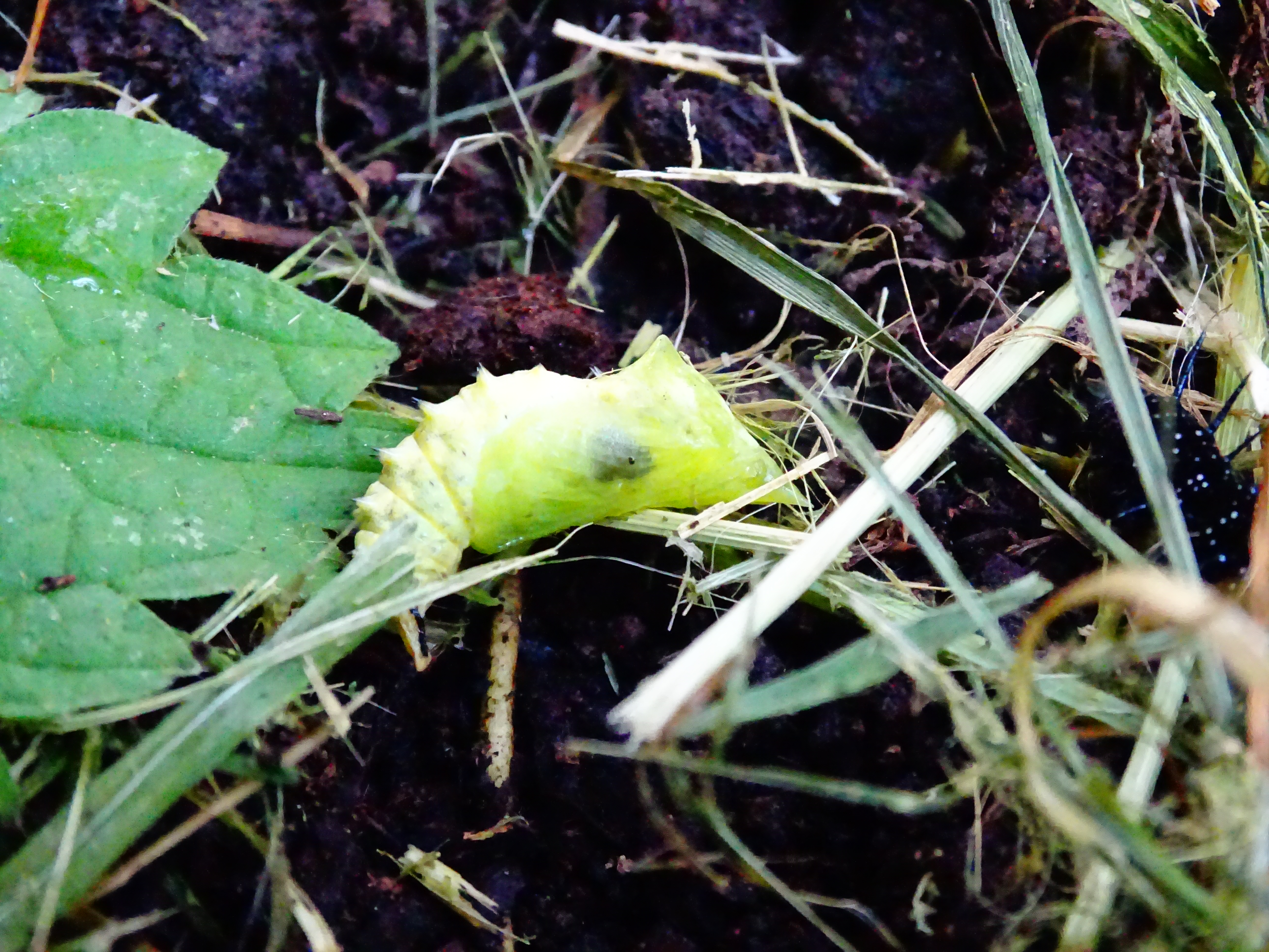 Insectes 47