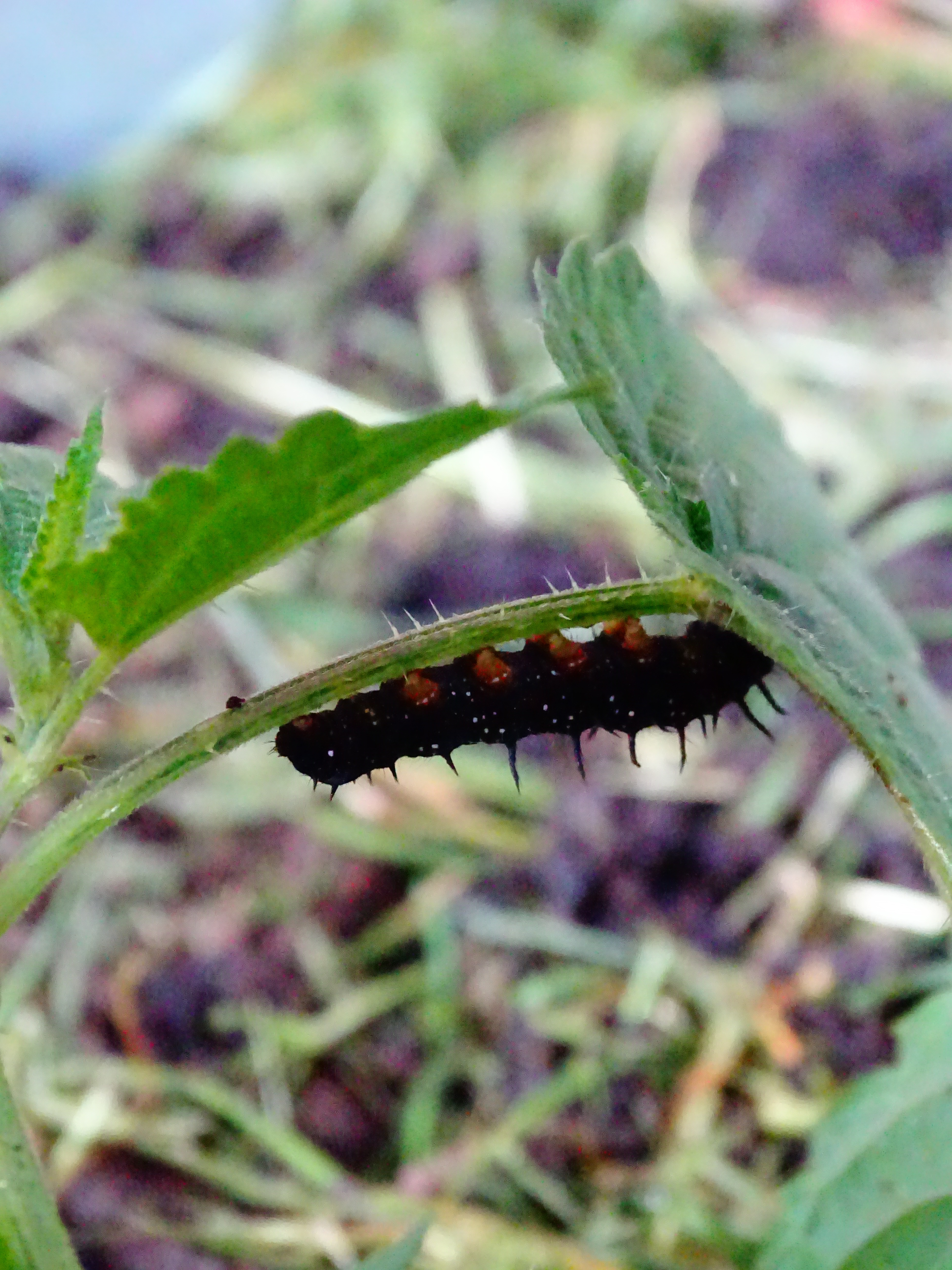 Insectes 44