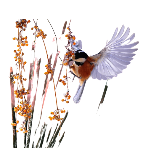 Vignette-Colibri-D-Mag-ique-Therapy