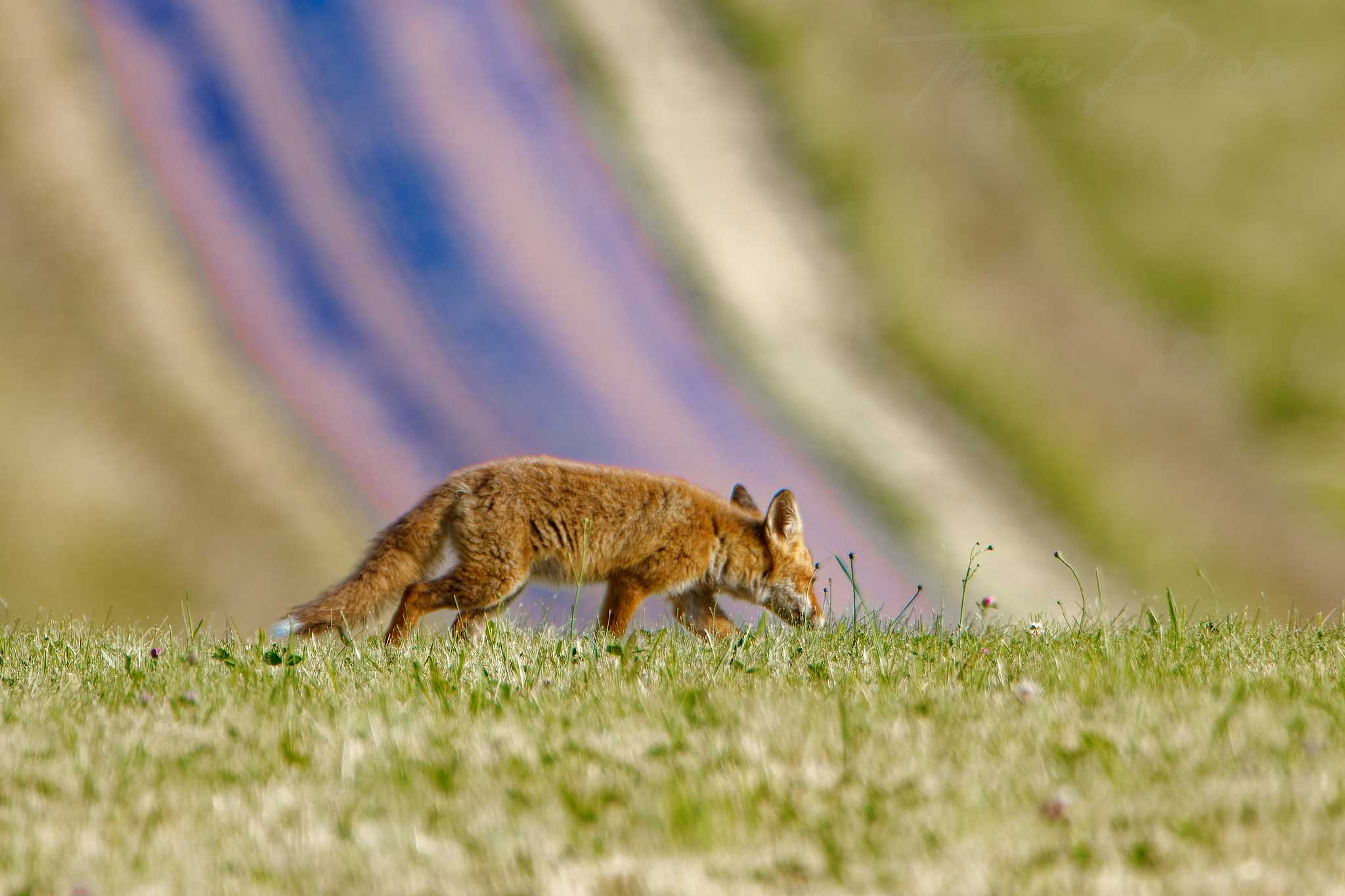 Renard-Vosges-2023-06-16-6004F