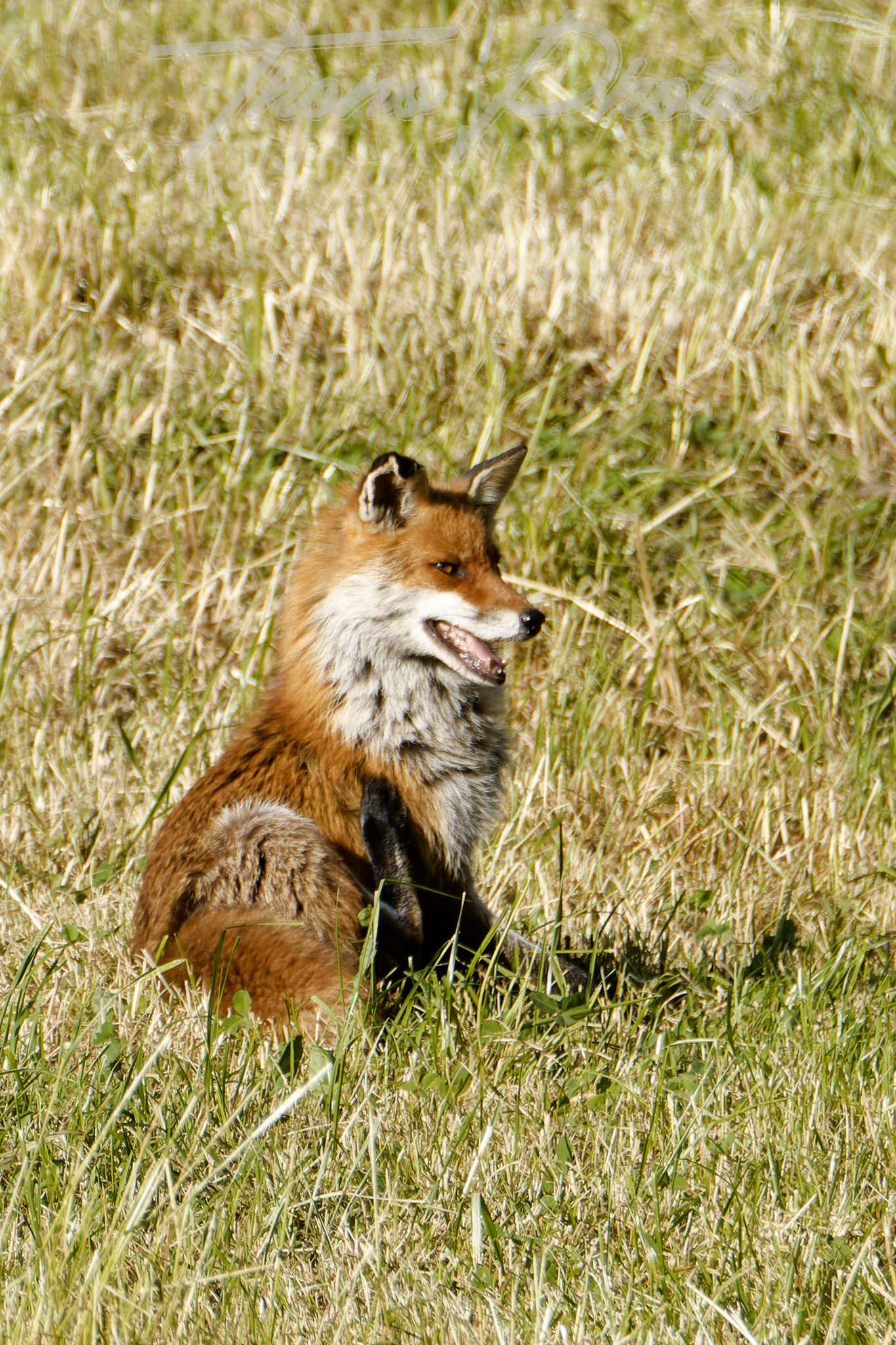 Renarde-Bains-les-Bains-2023-06-01-5934F