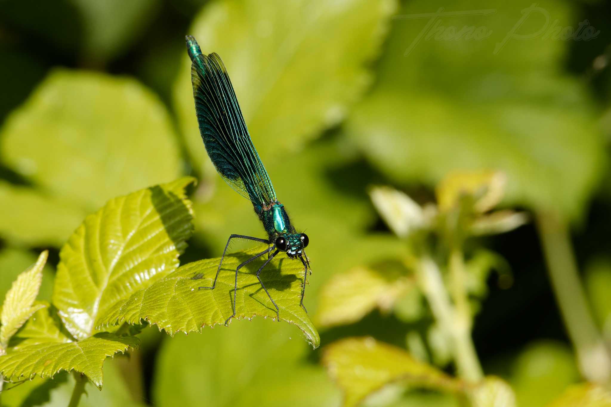 Calopteryx eclatant st jean de beugne 2023 05 20 5758f