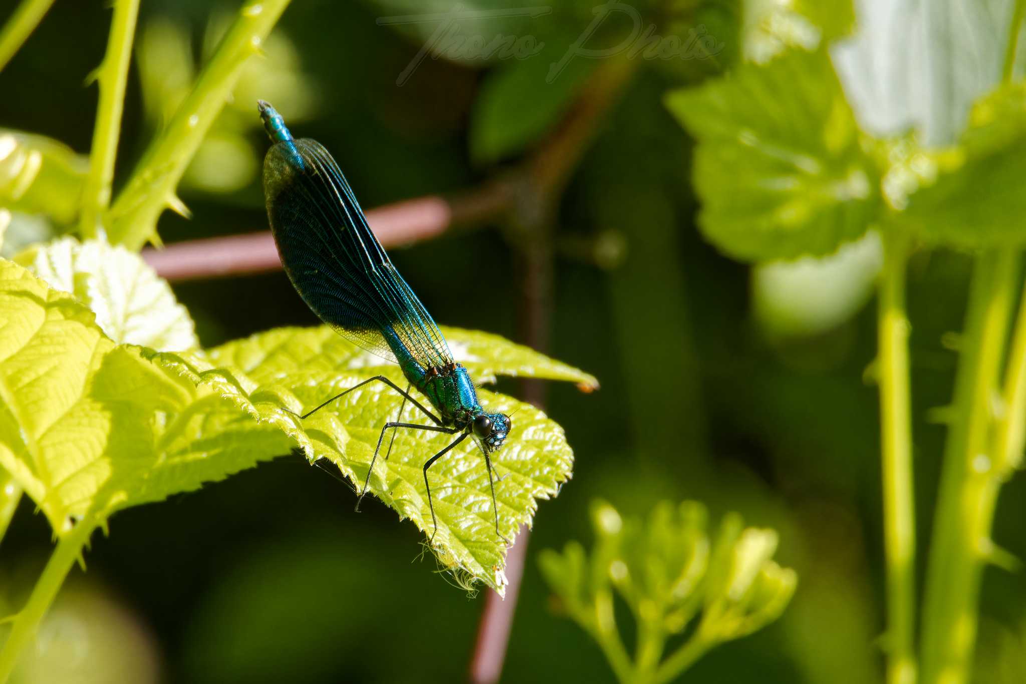 Calopteryx eclatant st jean de beugne 2023 05 20 5749f