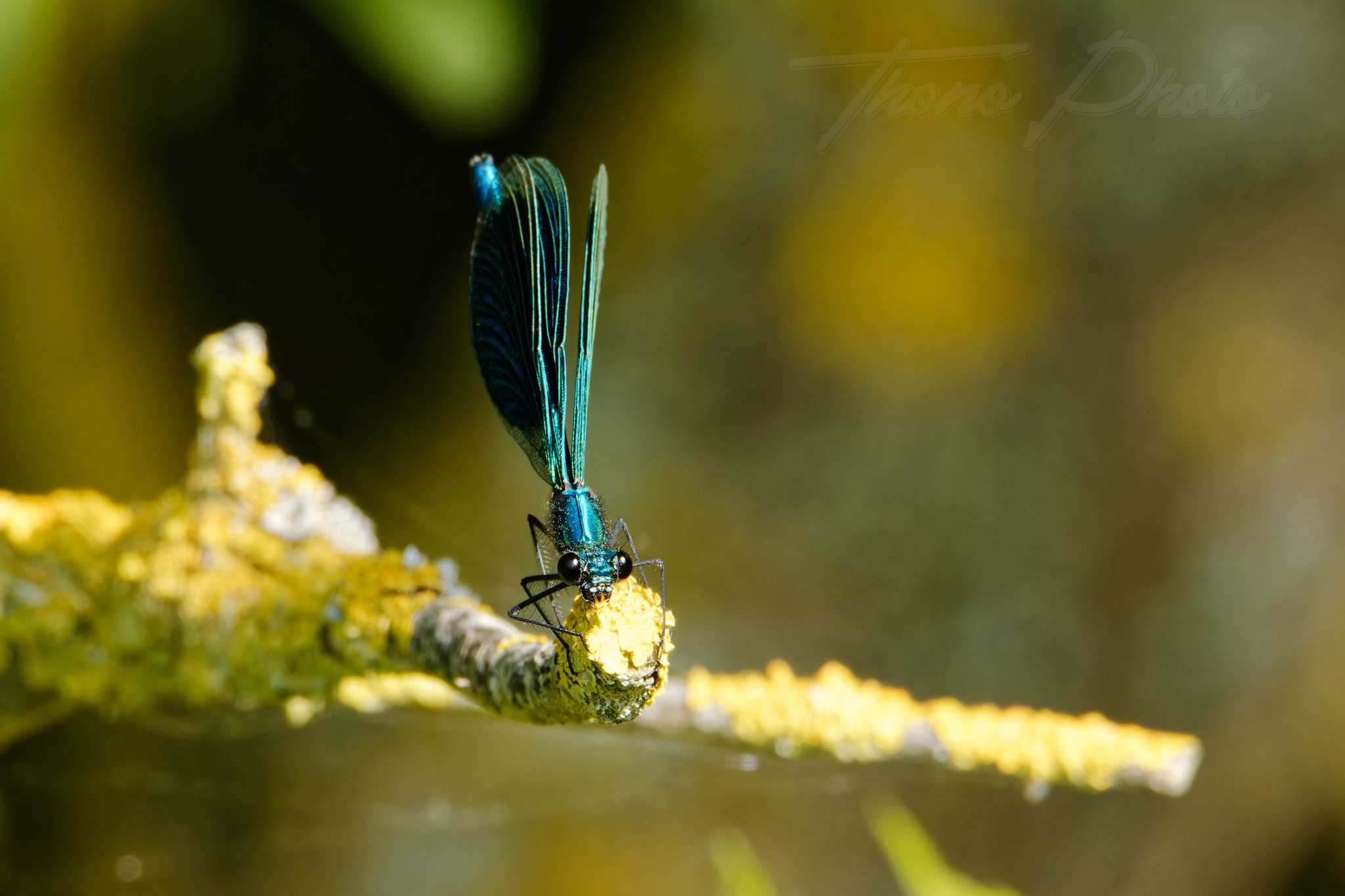 Calopteryx eclatant st jean de beugne 2023 05 20 5742f