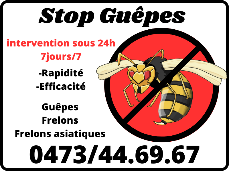 Guepes-Frelons-Frelons-asiatiques