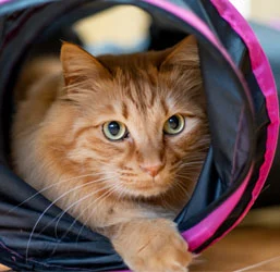 Tunnel pour chat