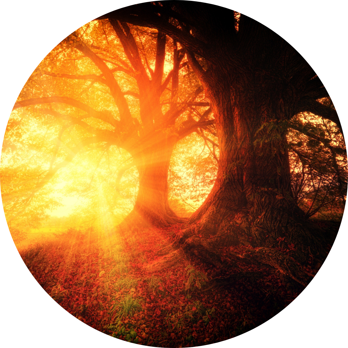 Cercle-soleil-arbre-